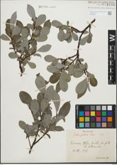 Foto von Salix glabra Scop.